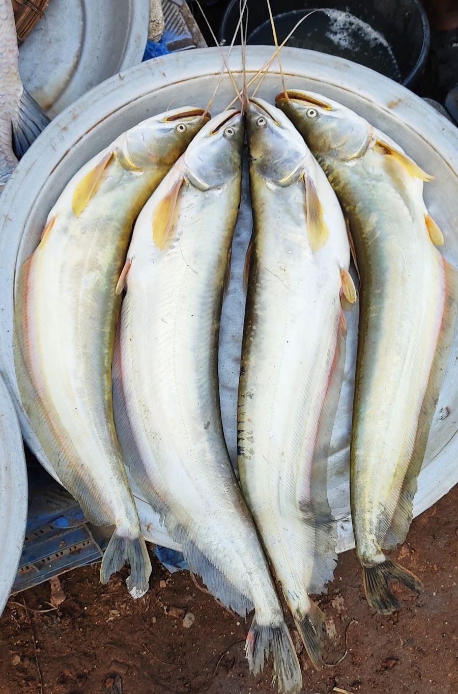 BOAL 2KG UP